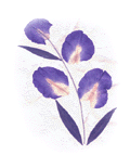 Saacard, the most esthetic handmade greeting cards with sense of natural.