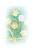 Saacard, the most esthetic handmade greeting cards with sense of natural from Thailand.